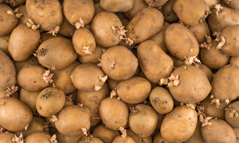 Feit of fabel: aardappelen met uitlopers mag je niet meer opeten