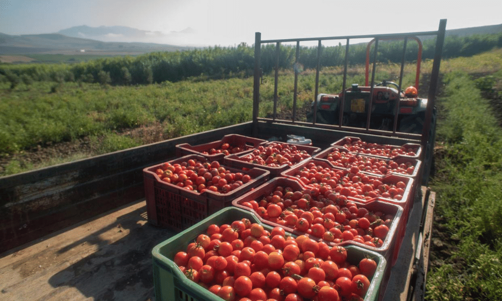 En de prijs voor beste tomatenpassata gaat naar: Valdibella