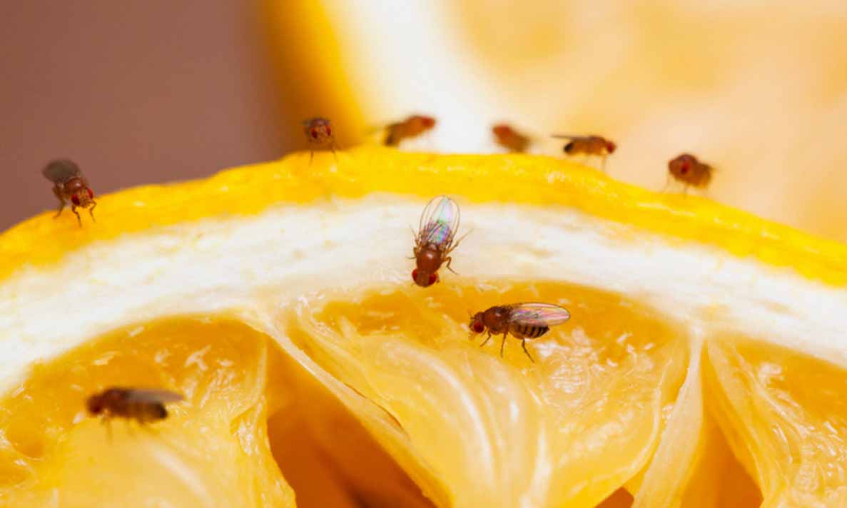 Blijf de hele zomer verlost van vervelende fruitvliegjes