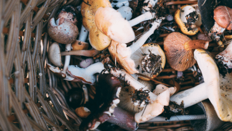 Wat jij nog niet wist over paddenstoelen: 5 weetjes