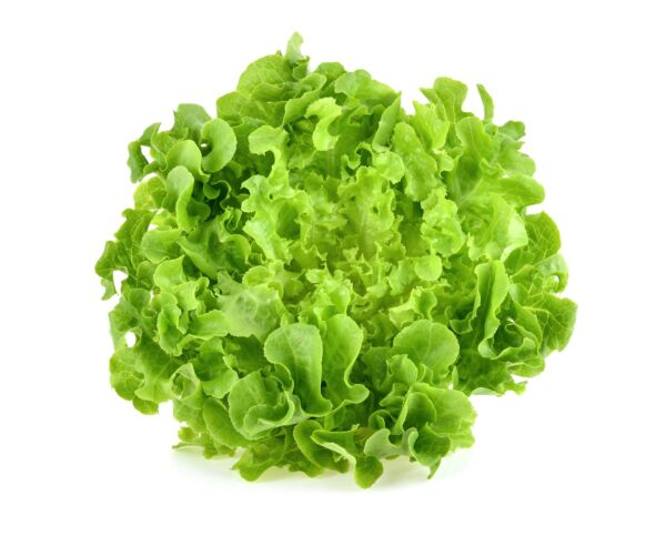 Salade jeune (+/- 0,200 kg)